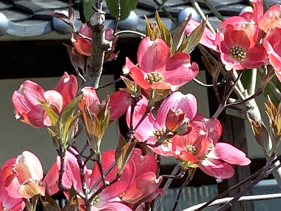 お知らせ／合同会社 花水木